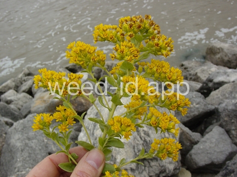 goldenrod, rigid